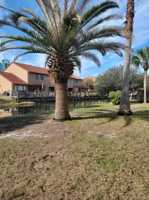 two palm trees in a field next to a house at Gulf Highlands 230 WSD in Panama City Beach
