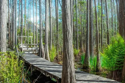 a wooden bridge in a forest with trees at Cassine Gardens 112- 30A Imagine Ocean in Santa Rosa Beach