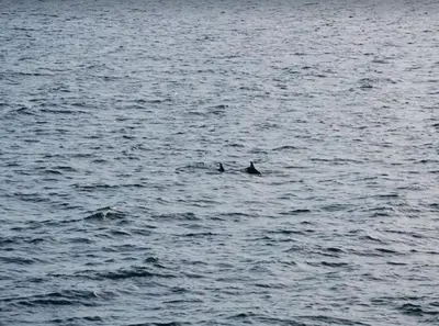 two dolphins swimming in a large body of water at Dolphin house with Private Pool and Near Beach in Panama City Beach