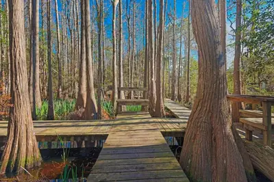 a wooden pathway through a forest with trees at The Ocean Pearl in Santa Rosa Beach