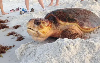 a sea turtle laying in the sand on a beach at Sunny Day in Seagrove Beach