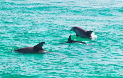 a couple of dolphins swimming in the water at Sunny Day in Seagrove Beach