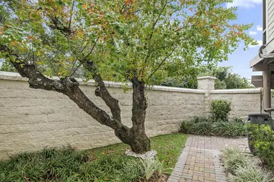 a tree in a yard next to a wall at 239 Pelican Circle in Inlet Beach