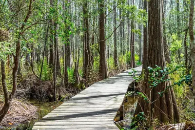 a wooden path through a forest with trees at Cassine Gardens 189 in Santa Rosa Beach