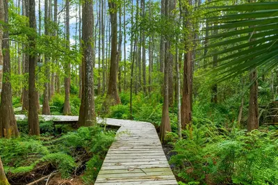 a wooden path through a forest with trees at Cassine Gardens by Panhandle Getaways in Santa Rosa Beach