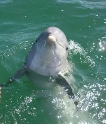 a dolphin is swimming in the water at Sunbird 0405E 'No Worries' in Panama City Beach