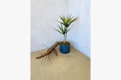 a plant in a blue pot next to a wall at Edgewater Villa 0912 'Villa de sol' in Panama City Beach