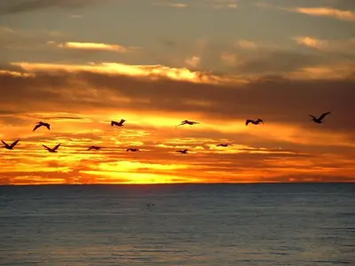 a flock of birds flying over the ocean at sunset at Treasure Island 2004 'Pineapple Paradise' in Panama City Beach