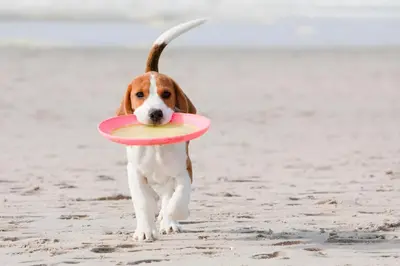 a dog running on the beach with a frisbee in its mouth at Sea Breeze House- 3 bd 2 ba 5 min walk to beach in Panama City Beach