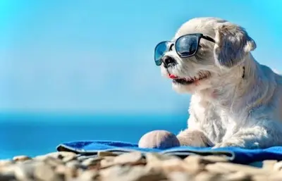 a small dog wearing sunglasses sitting on a beach at Pelican Walk 312 in Panama City Beach