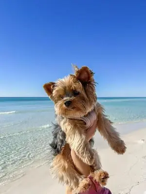 a person holding a small dog on the beach at Pelican Walk 902 in Panama City Beach