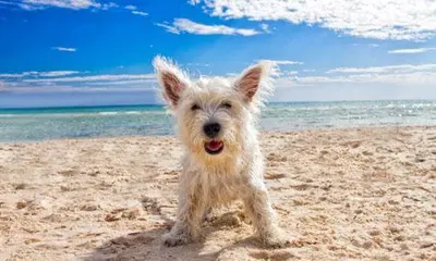 a small white dog standing on a sandy beach at Pelican Walk 509 in Panama City Beach