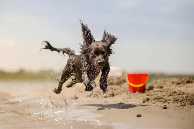 a dog playing in the sand on the beach at Gulfgate 102 in Panama City Beach