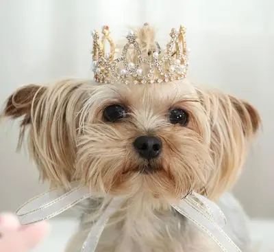 a small dog wearing a crown on its head at Pelican Walk 804 in Panama City Beach