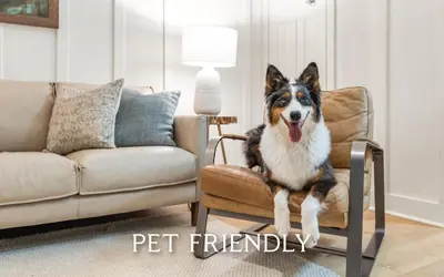 a dog sitting on a chair in a living room at Naut 4 Sail by Oversee 30A in Seacrest