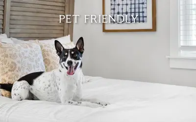a black and white dog sitting on a bed at Easy Breezy by Oversee 30A in Santa Rosa Beach