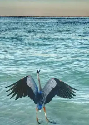 a bird with its wings out in the water at Beachy Bungalow, Santa Rosa Beach, FL near Gulf in Santa Rosa Beach