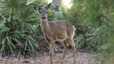 a baby deer standing next to some plants at 448 Beach Bike Way in Rosemary Beach