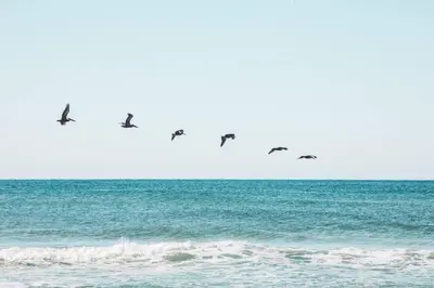 a flock of birds flying over the ocean at NEW Pool 4 BDR Golf Cart in Inlet Beach