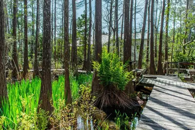 a wooden path through a forest with tall trees at Cassine Way 303 - Seagrove + Sunsets in Santa Rosa Beach