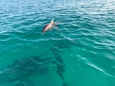 a dolphin swimming in the water next to a group of fish at Origin 0517 - One Bedroom - Partial Gulf View by Beach Haven Vacation Rentals in Panama City Beach