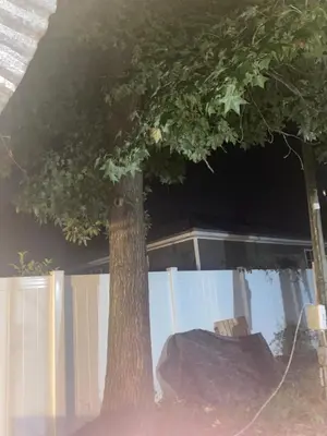 two trees standing next to each other in front of a building at Beach bum in Panama City Beach