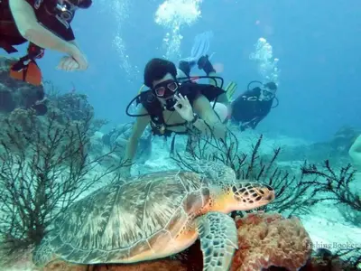 a group of people in the water with a turtle at Aqua! Under The Sea! - Beach Access! - Pool! in Seacrest