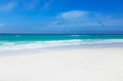 a bird flying over a beach with the ocean at Laguna Beach Breeze in Panama City Beach