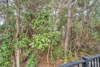 a tree with green leaves on it next to a bench at Barefoot Villa in Panama City Beach