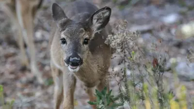 a baby deer is standing in a field at Salty Seabreeze in Seacrest