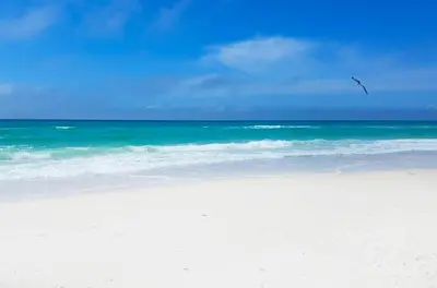 a bird flying over a beach with the ocean at Seagull Villas #3 by Emerald Coast Retreats in Panama City Beach