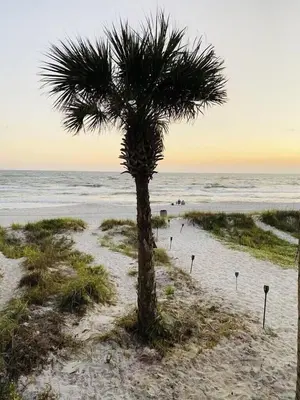 a palm tree on a sandy beach near the ocean at Gulfs Edge Townhome #16 - Sealee by Emerald Coast Retreats in Panama City Beach