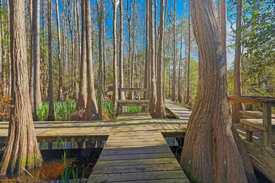 a wooden pathway through a forest with trees and water at 2nd-floor condo near beach with outdoor pool tennis balcony washer&dryer AC in Santa Rosa Beach