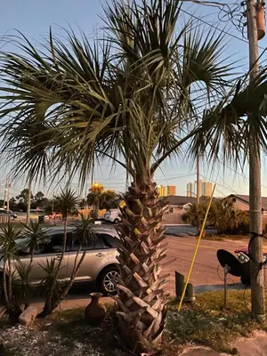 a palm tree in a parking lot next to a car at House 3 blocks to the beach in Panama City Beach
