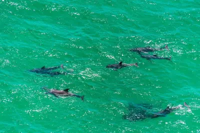 a group of dolphins swimming in the water at Coastal Blue 141 in Seagrove Beach