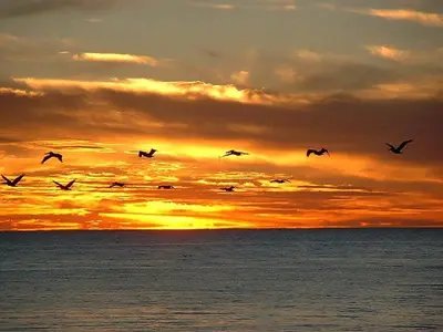 a flock of birds flying over the ocean at sunset at Edgewater 2-0811 'Beach Lovers Paradise' in Panama City Beach