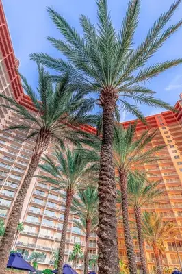 a group of palm trees in front of a building at Shores of Panama 0201 'Down By the Sea' in Panama City Beach