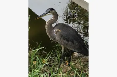 a bird standing in the grass near the water at Sugar Beach E7 'Ocean Seven' in Panama City Beach