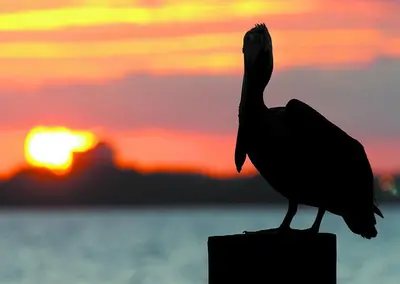 a bird sitting on a post with the sunset in the background at Emerald Beach 1535 in Panama City Beach