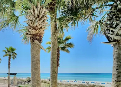 a group of palm trees on the beach at Deluxe Beachfront Studio, Shores of Panama, Oceanviews and Updated in Panama City Beach