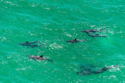 a group of dolphins swimming in the water at Calypso 1-1809 East in Panama City Beach