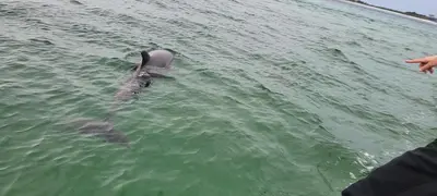 a dolphin swimming in the water next to a person at Beach Daze in Panama City Beach
