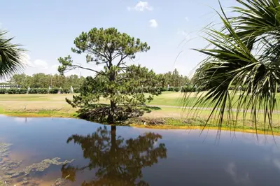 a tree sitting in the middle of a pond at Edgewater Gulf Villas 953 in Panama City Beach
