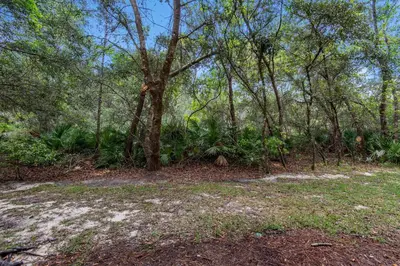 a tree in the middle of a forest at Heron's Watch Way 4104- Coach's Sand Dollar in Santa Rosa Beach