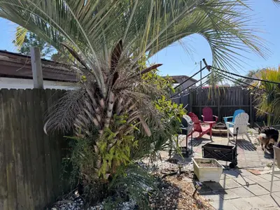 a palm tree in a yard next to a fence at Peaceful Lydia Hide-O-Way - New Pool & Near Beach, Breakfast, Spa & Go-Karts! in Panama City Beach