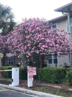 a tree with pink flowers in front of a house at Happy Heron, Steps to Beach in Panama City Beach