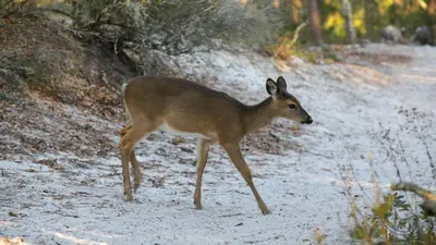a deer walking down a dirt road at Dunes Of Seagrove 201B in Santa Rosa Beach