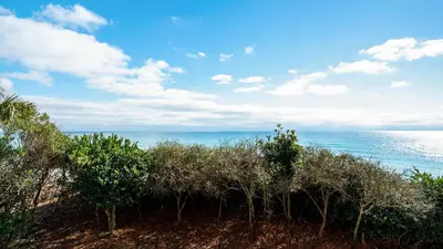 a view of the ocean from a beach with trees at Monterey Condos A201 in Panama City Beach