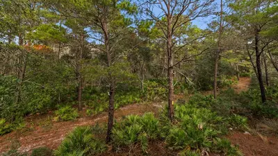 a forest with trees and plants on a hill at Ocean Park in Santa Rosa Beach