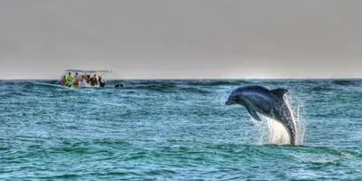 a dolphin jumping out of the water with a boat at Bonita Point Condo II #214E in Panama City Beach